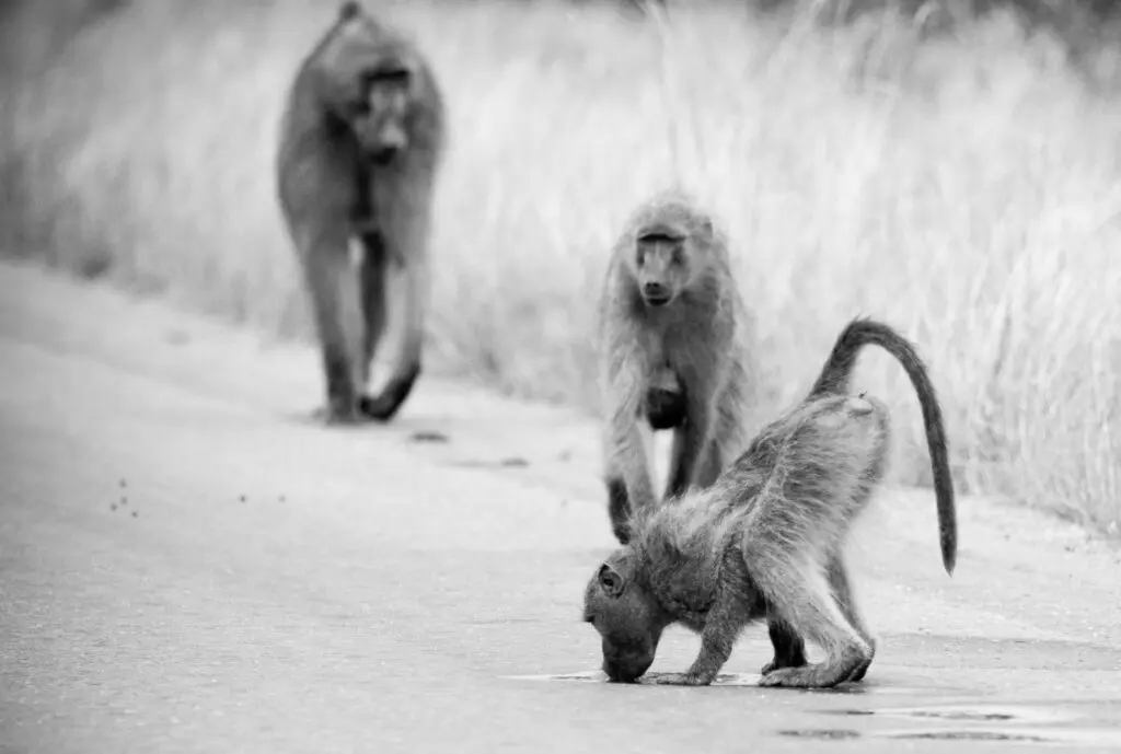 A black-and-white photo features three baboons near the side of a dirt road. Two look on as a third bends over to drink from a puddle.